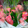 Anthurium Livium Red Micro
