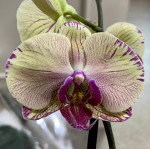 Орхидея Phalaenopsis Golden Splash (отцвел)