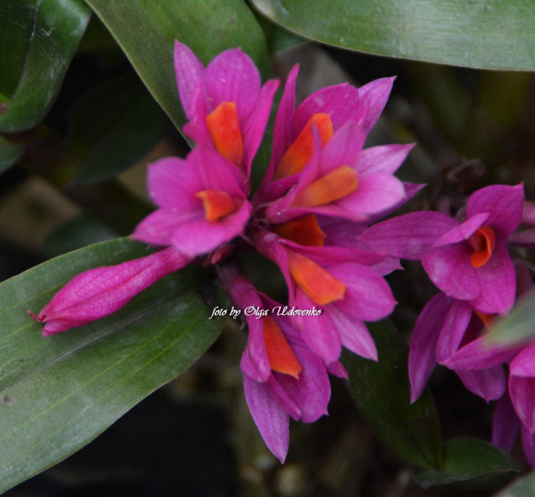 Орхидея Dendrobium Hibiki (отцвел, УЦЕНКА)