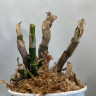 Орхидея Dendrobium Hibiki (отцвел, УЦЕНКА)