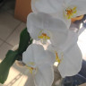 Орхидея Phalaenopsis Sogo Yukidian (отцвел)