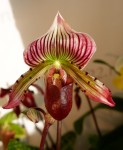 Орхидея Paph. sukhakulii hybrid (отцвел)