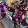 Орхидея Phalaenopsis Cranberry Cha Cha, multiflora
