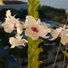 Орхидея Dendrobium parthenium (отцвёл)   