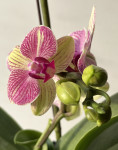 Орхидея Phalaenopsis Palermo, midi