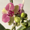 Орхидея Phalaenopsis Palermo, midi
