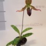 Орхидея Paphiopedilum appletonianum x thailandense