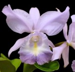 Орхидея Cattleya Sea Breeze 'Blue Ribbon’ (отцвела)    