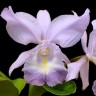 Орхидея Cattleya Sea Breeze 'Blue Ribbon’ (отцвела)    