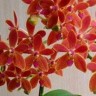 Орхидея Phal. equestris x Ren. storiei (еще не цвел)