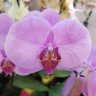 Орхидея Phalaenopsis Calm Storm (отцвел)   
