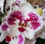 Орхидея Phalaenopsis Star Buster 