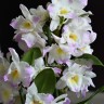 Орхидея Dendrobium nobile Kumiko (отцвел) 
