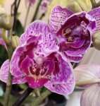 Орхидея Phalaenopsis multiflora, peloric