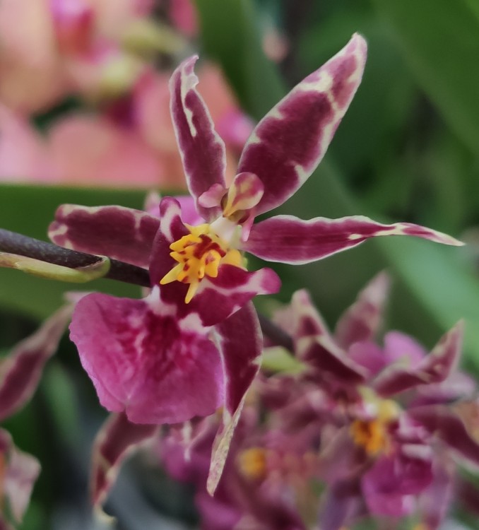 Орхидея Oncidium Titanium Treasure purple (отцвел)