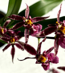 Орхидея Oncidium Titanium Treasure purple (отцвел)