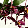 Орхидея Oncidium Titanium Treasure purple (отцвел)