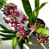 Орхидея Oncidium Titanium Treasure purple (отцвел)