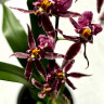 Орхидея Oncidium Titanium Treasure purple (отцвел)