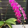 Орхидея Phal. Sun Jye diamond variegata (еще не цвел) 