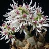 Орхидея Dendrobium peguanum (еще не цвёл)    