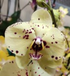 Орхидея Phalaenopsis Albufeira