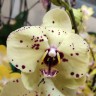 Орхидея Phalaenopsis Albufeira  