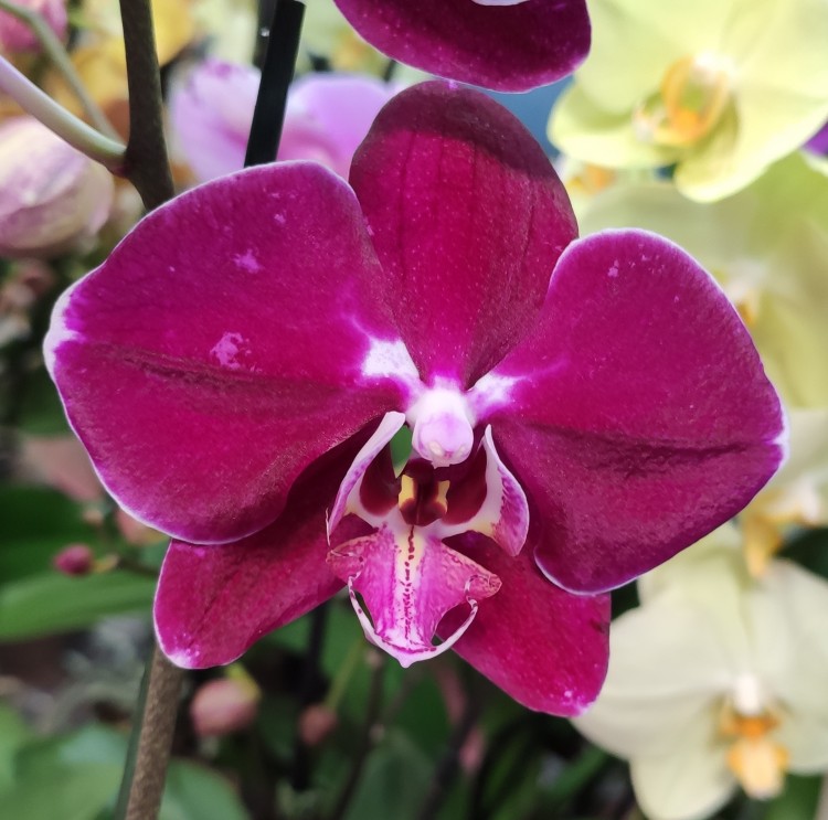 Орхидея фаленопсис Phal. OX Black Face 'OX1647' - купить в Москве, цена 1 100 ру