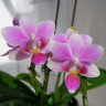 Орхидея Phal. equestris hybrid, multiflora (отцвел, РЕАНИМАШКА)