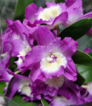 Орхидея Dendrobium nobile (отцвёл)