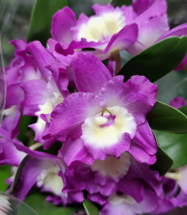 Орхидея Dendrobium nobile (отцвёл)