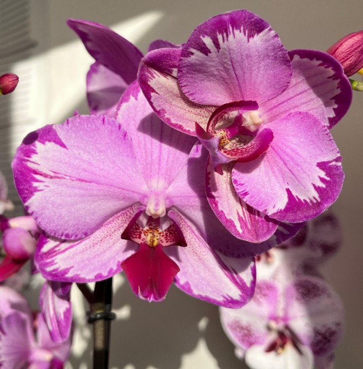 Орхидея Phalaenopsis Toshi (отцвел)