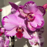 Орхидея Phalaenopsis Toshi (отцвел)