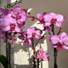 Орхидея Phalaenopsis Toshi (отцвел)