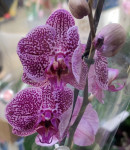Орхидея Phalaenopsis  