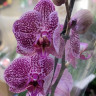 Орхидея Phalaenopsis  (отцвел) 
