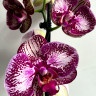 Орхидея Phalaenopsis 