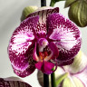 Орхидея Phalaenopsis 