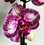 Орхидея Phalaenopsis 