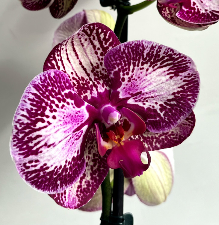 Орхидея Phalaenopsis 