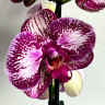 Орхидея Phalaenopsis 