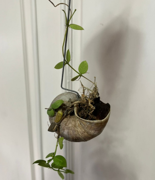 Дисхидия Снейли, в ракушке на подвесе (УЦЕНКА)