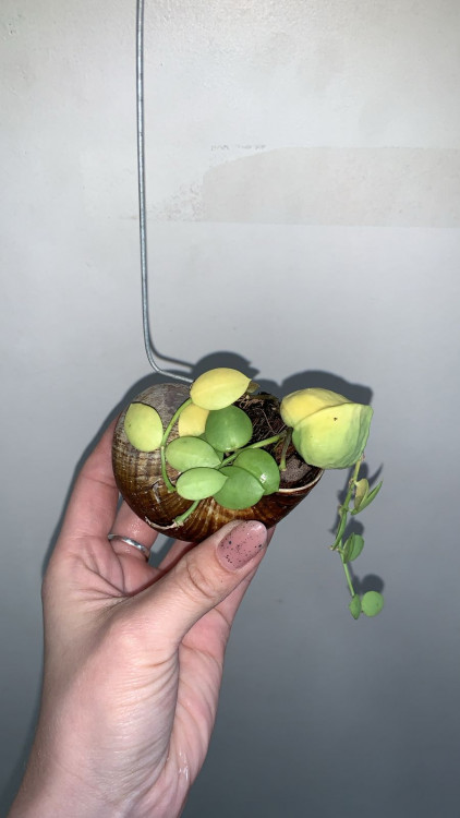 Дисхидия Снейли, в ракушке на подвесе (УЦЕНКА)