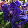 Орхидея Vanda Dark Blue (отцвела, РЕАНИМАШКА*)