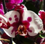 Орхидея Phalaenopsis Polka Dots (отцвёл)