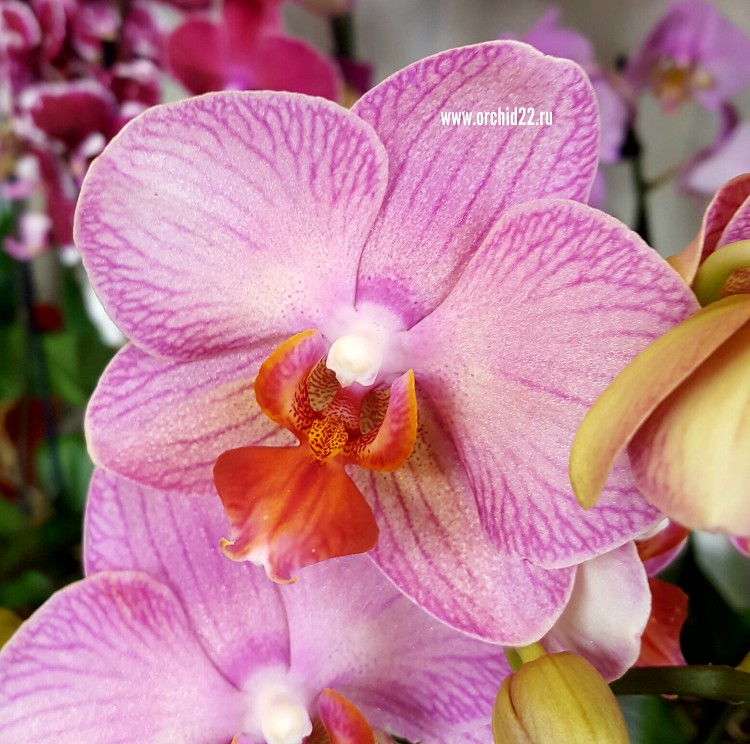 Орхидея Phalaenopsis Salmion (отцвел)