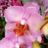 Орхидея Phalaenopsis Salmion (отцвел)