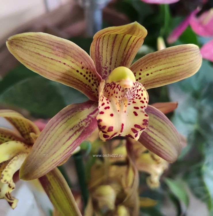 Орхидея Cymbidium (отцвел)