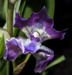 Орхидея Zygonisia Murasaki Komach (еще не цвёл)  