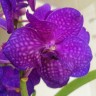 Орхидея Vanda Violet Blue (отцвела)